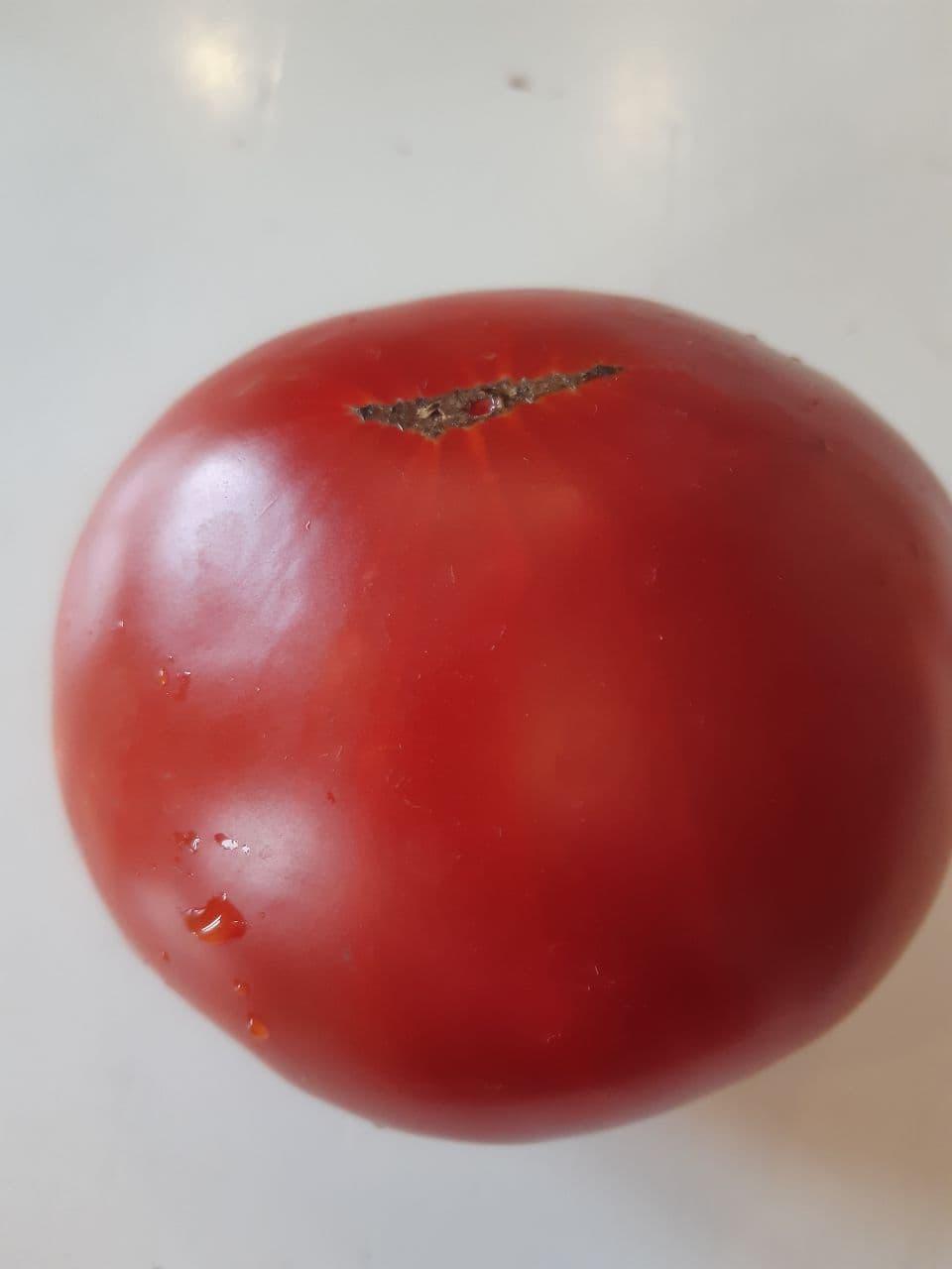 Бычий лоб томат фото