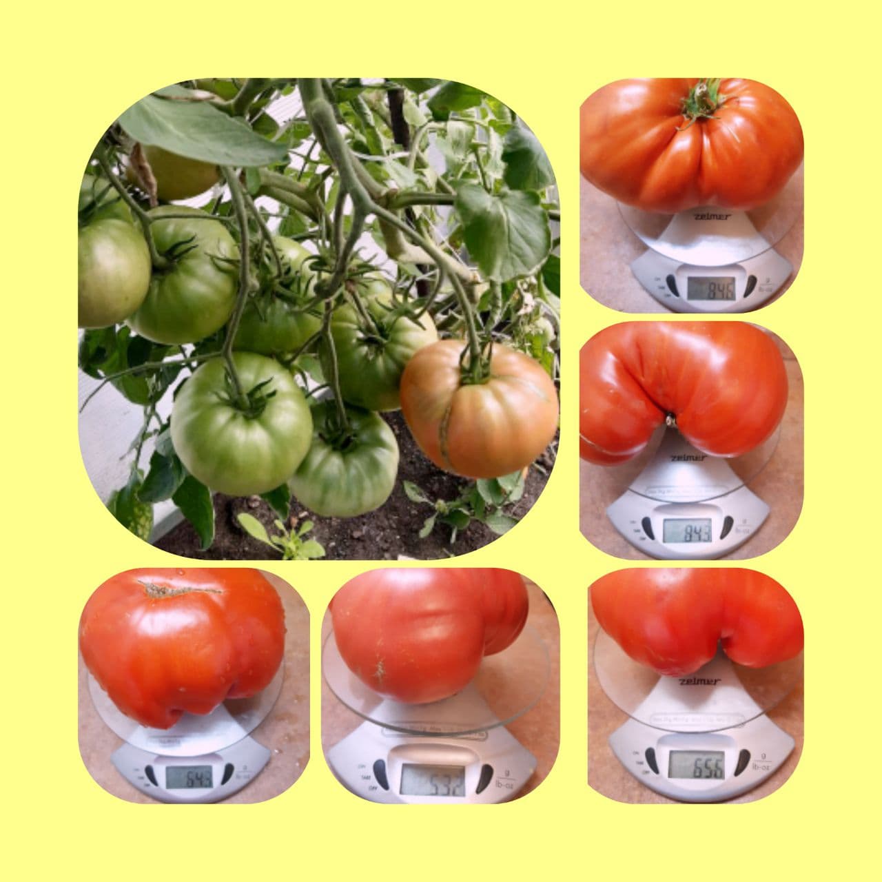 Набор семян томатов