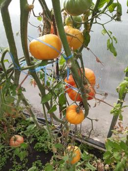 Гном большой оранжевый полосатый (США) (в пакете 5 семян)