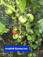 Голубой Казахстан, томаты