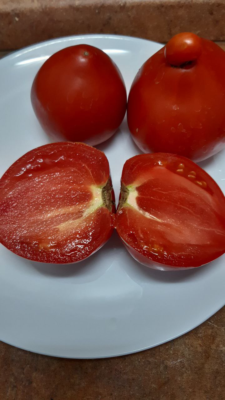 Лапоть Минусинский томат. Томат Минусинский лапоть оранжевый. Лапоть томат характеристика. Вожгальские высокие томат 200-300гр.
